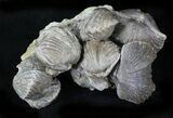 Awesome Platystrophia Brachiopod Cluster - Kentucky #23289-2